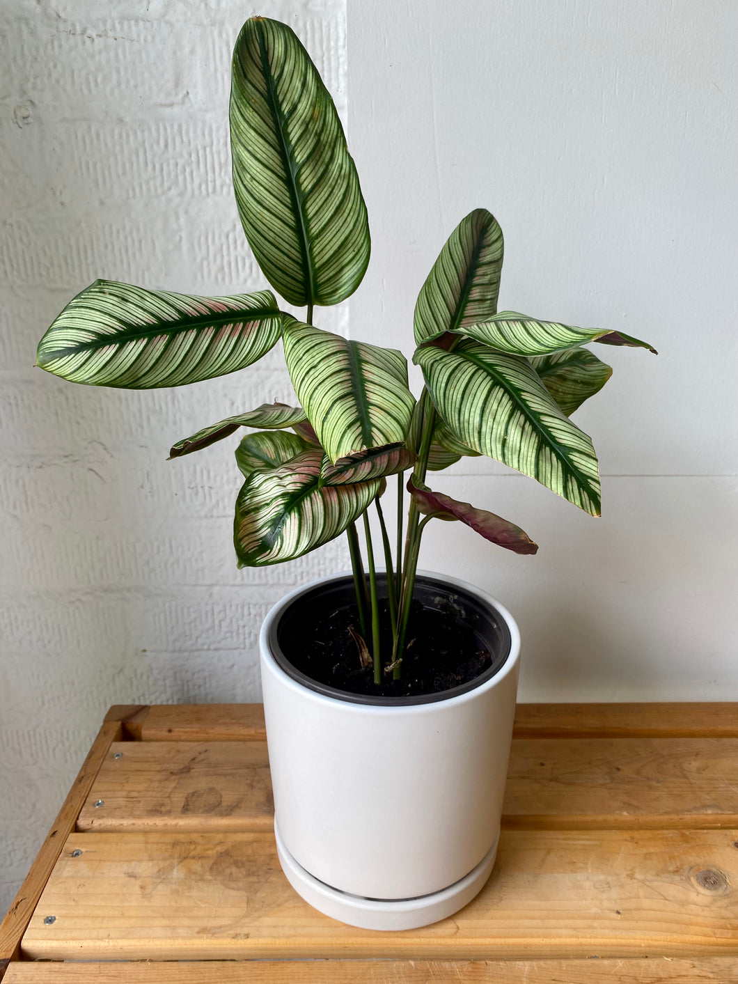 Calathea White Star