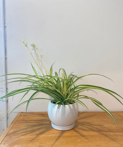 Spider Plant