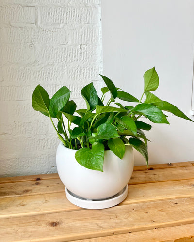 Jade Pothos