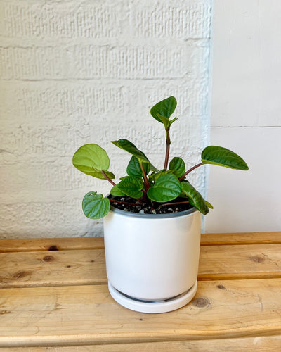 Peperomia Leap Frog