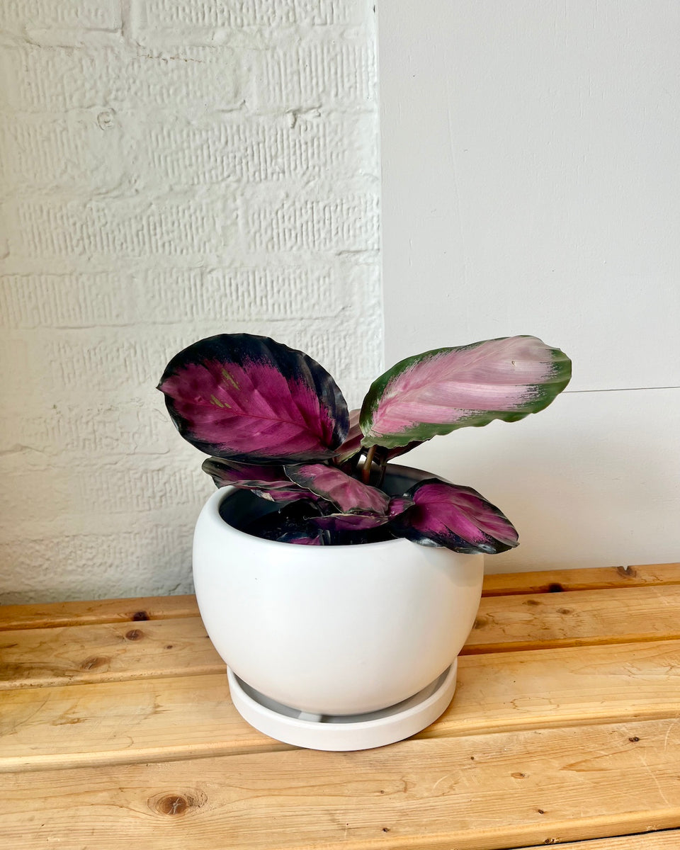 Calathea Pink Star – Plant Shop GR