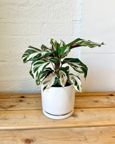 White Fusion Calathea