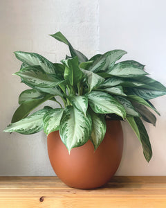 Aglaonema Silver Bay