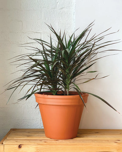 Dracaena Magenta