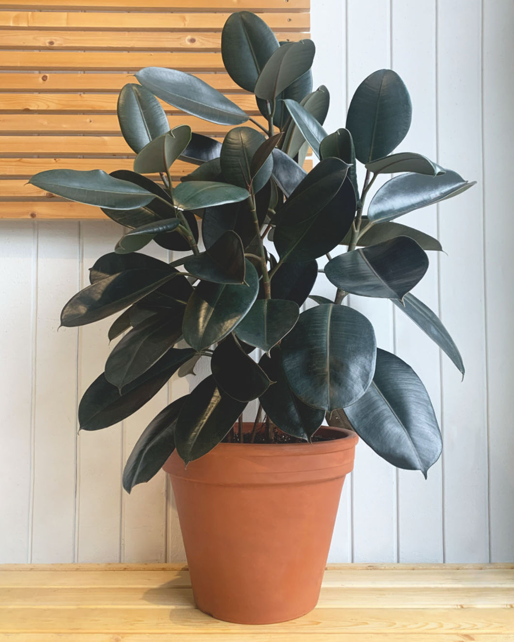 Burgundy Rubber Tree