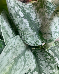 Scindapsus Silver Satin